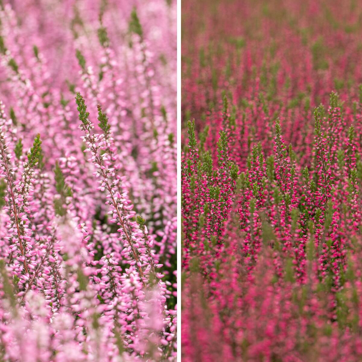 Besenheide-Set