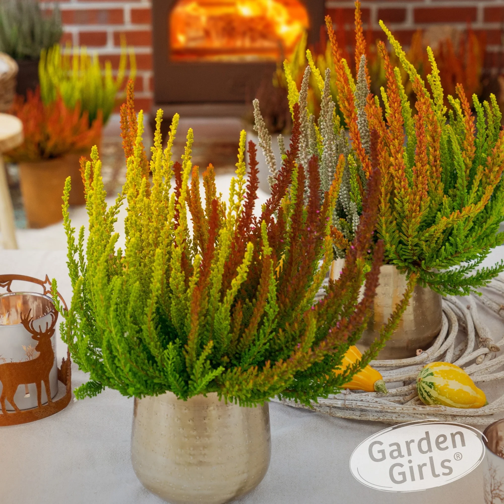 Besenheide 'Sunset Fire Gardengirls®'