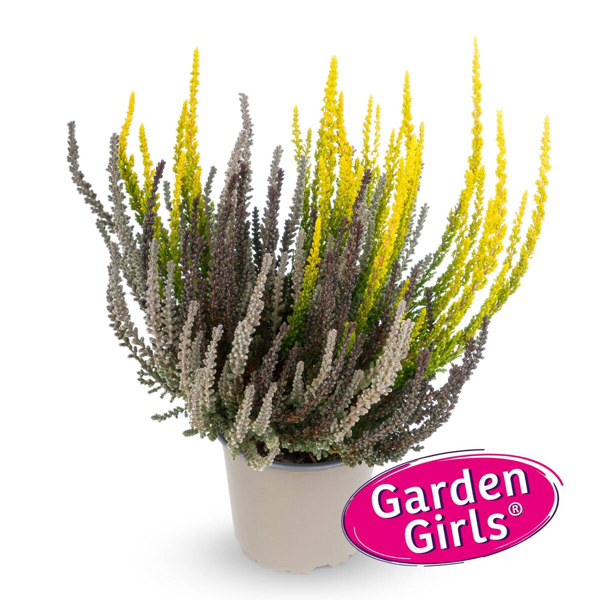 Besenheide 'Sunset Fire Gardengirls®' - Image 4
