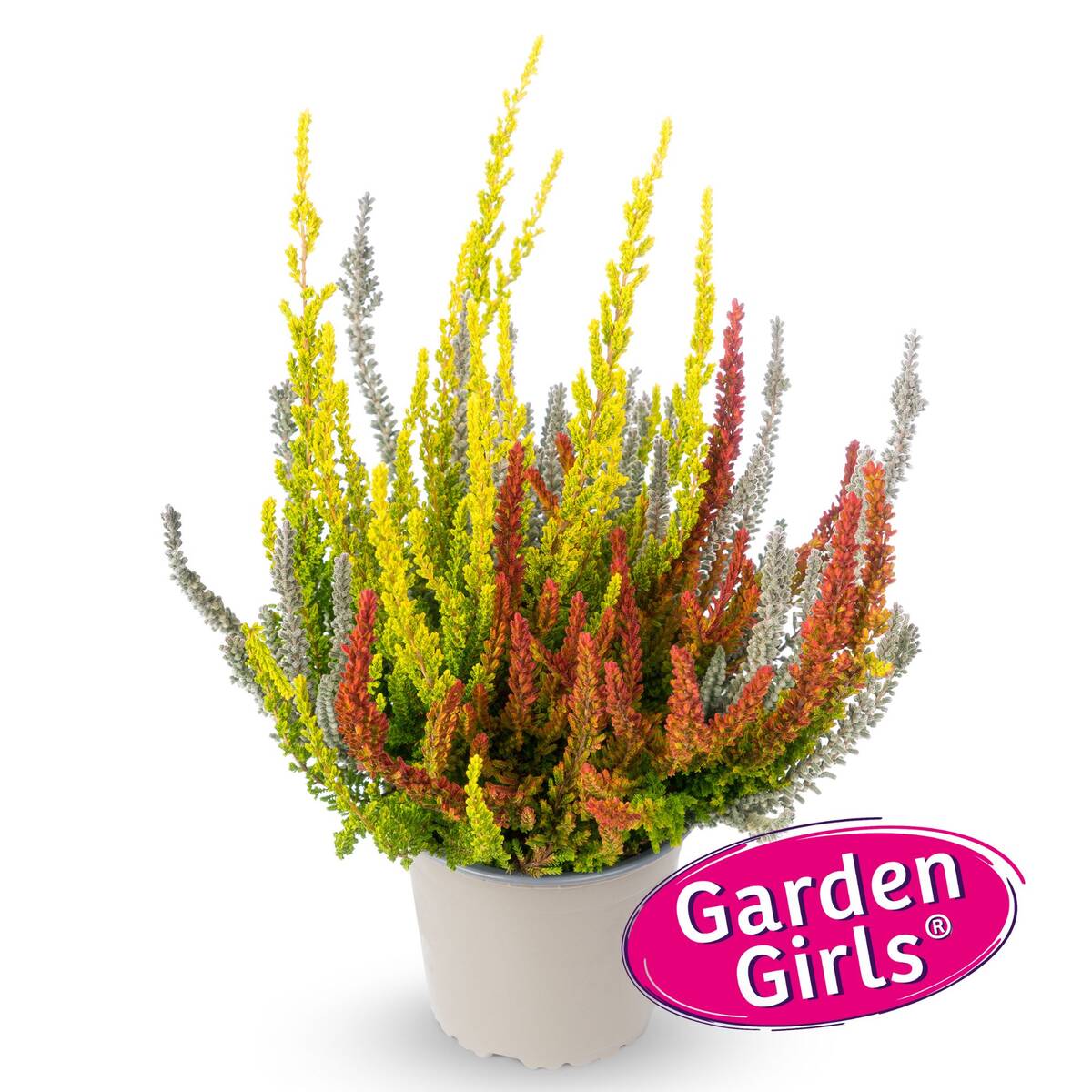 Besenheide 'Sunset Fire Gardengirls®' - Image 5