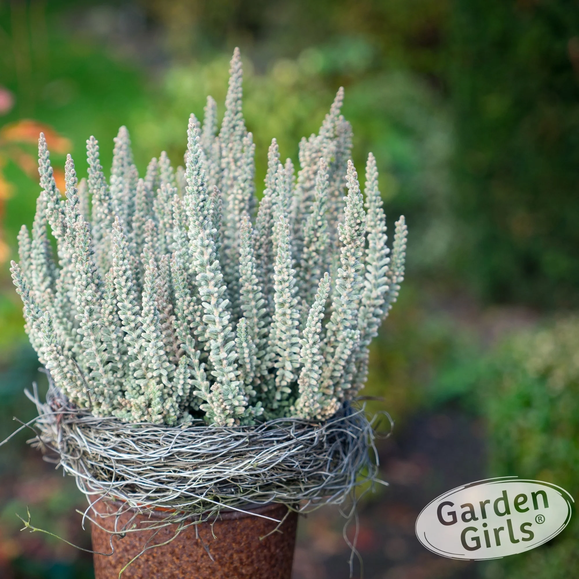 Besenheide 'Sunset Fluffy Gardengirls®'