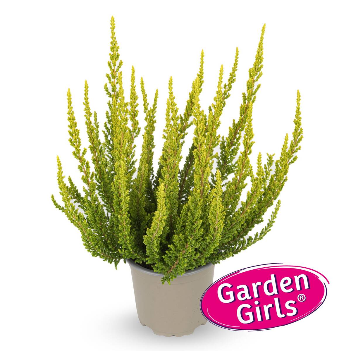 Besenheide 'Sunset Zeta Gardengirls®'