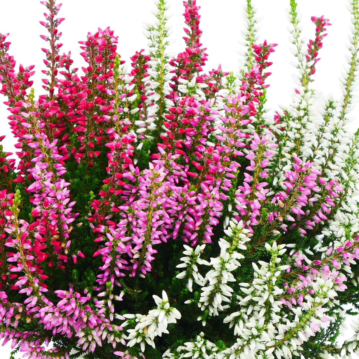 Besenheide 'Trio Gardengirls®' - Image 3