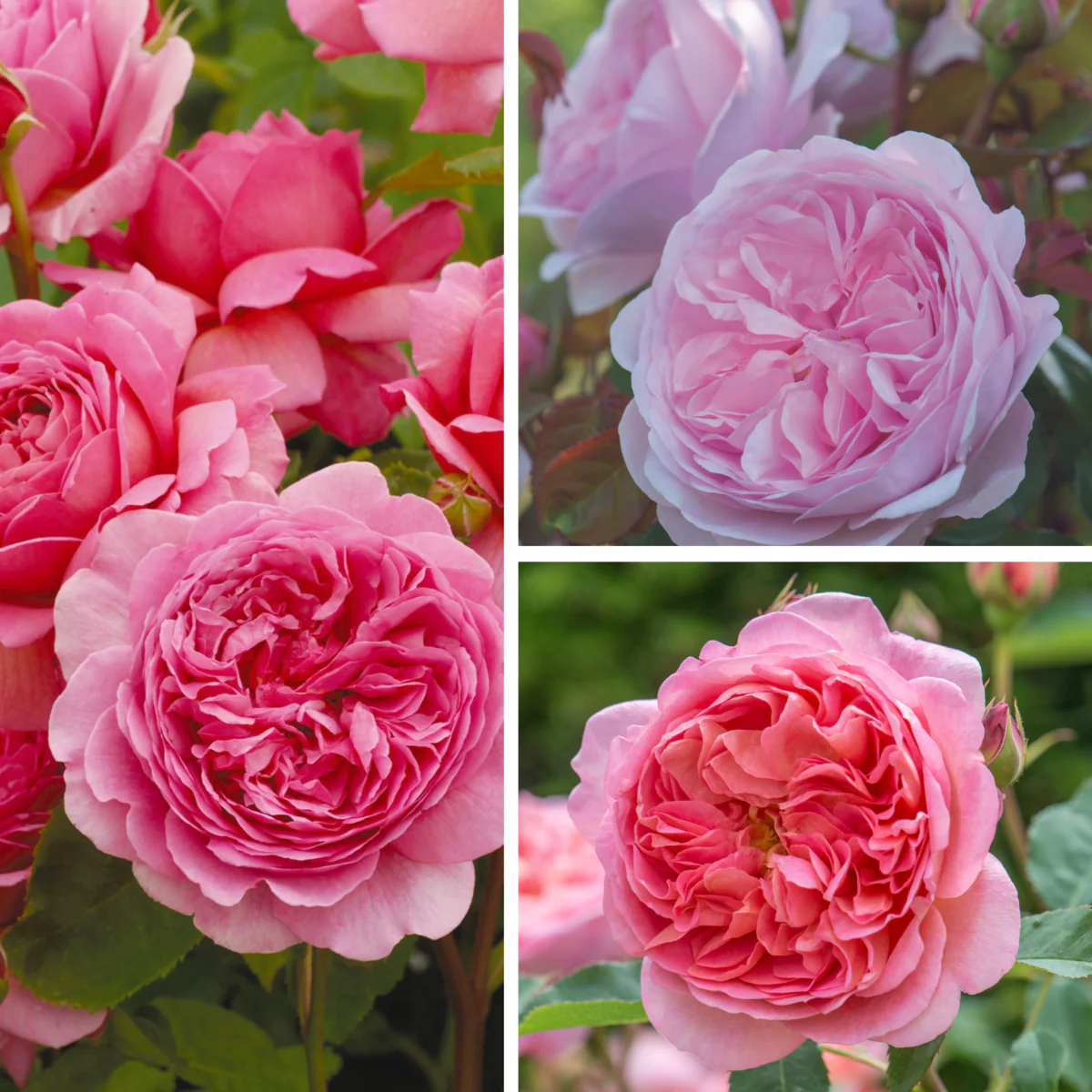 Besondere David Austin®-Rosen