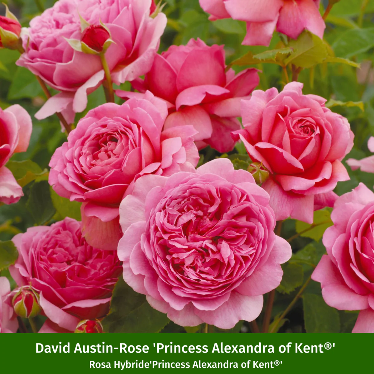 Besondere David Austin®-Rosen - Image 2