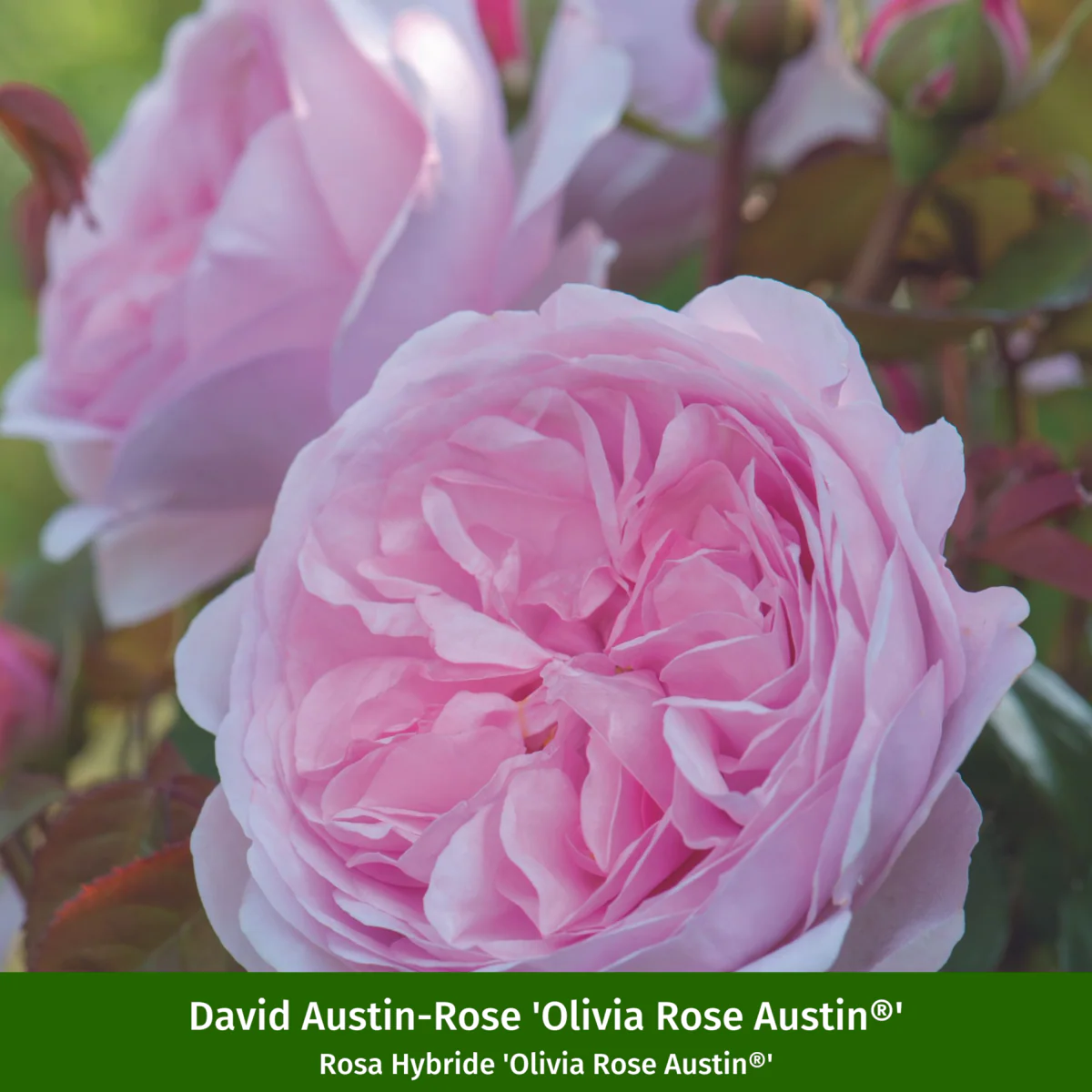 Besondere David Austin®-Rosen - Image 3