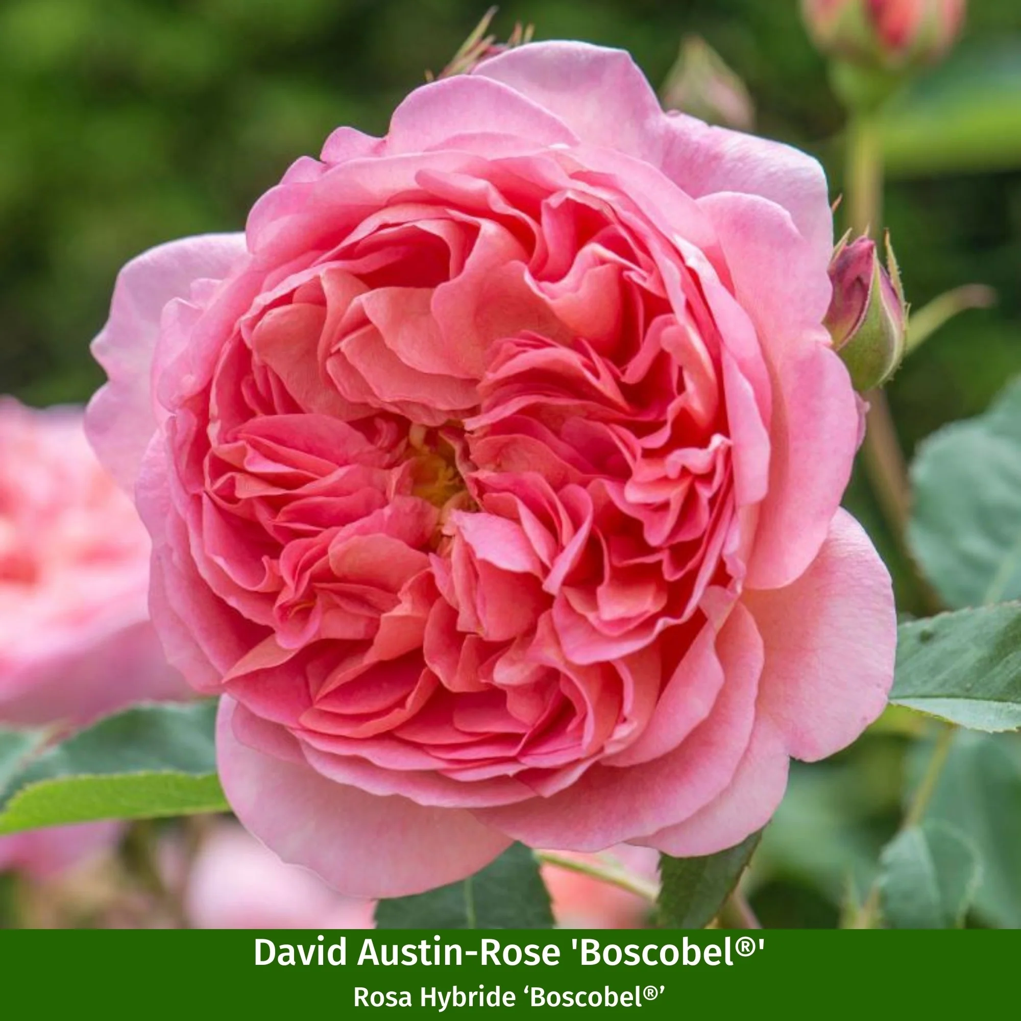 Besondere David Austin®-Rosen - Image 4