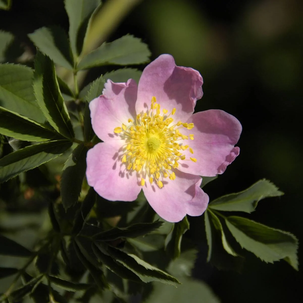 Besondere Wildrose