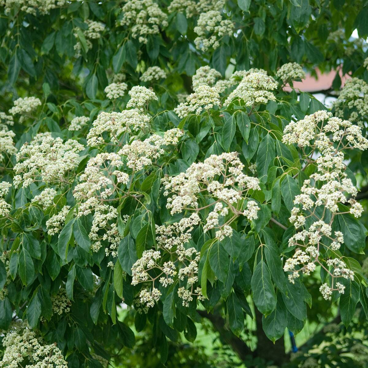 Bienenbaum - Image 2