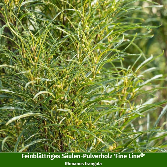 Bienenfreundliche, Trockenheits- & hitzefeste Blühhecke, 6 Pflanzen - Image 4
