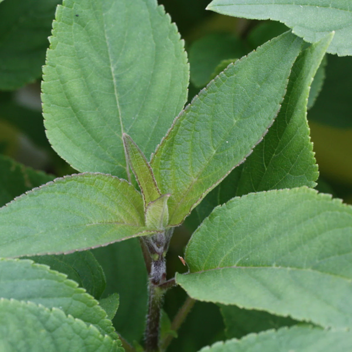 Bio Ananassalbei