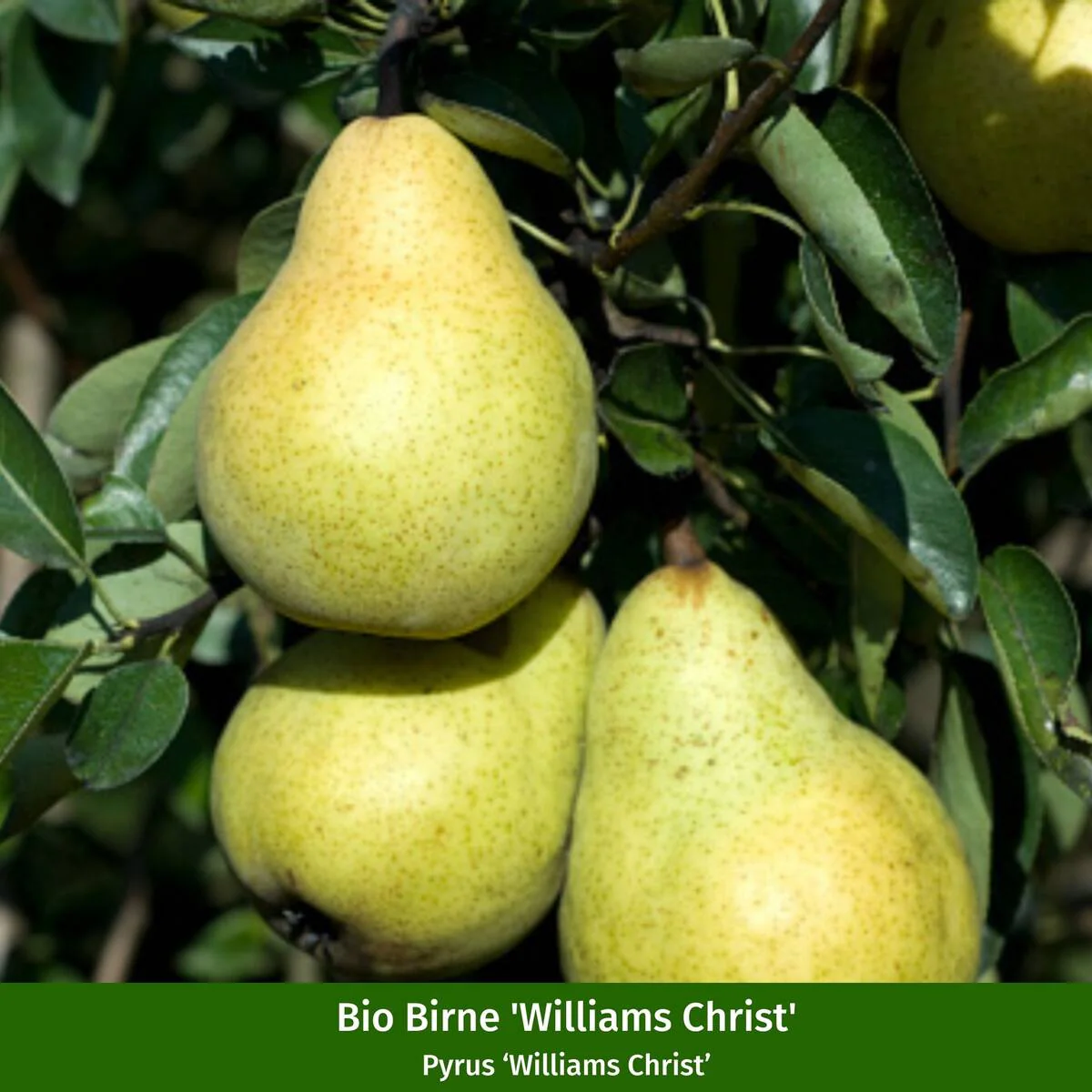 Bio Apfel & Birne, 2 Pflanzen - Image 3