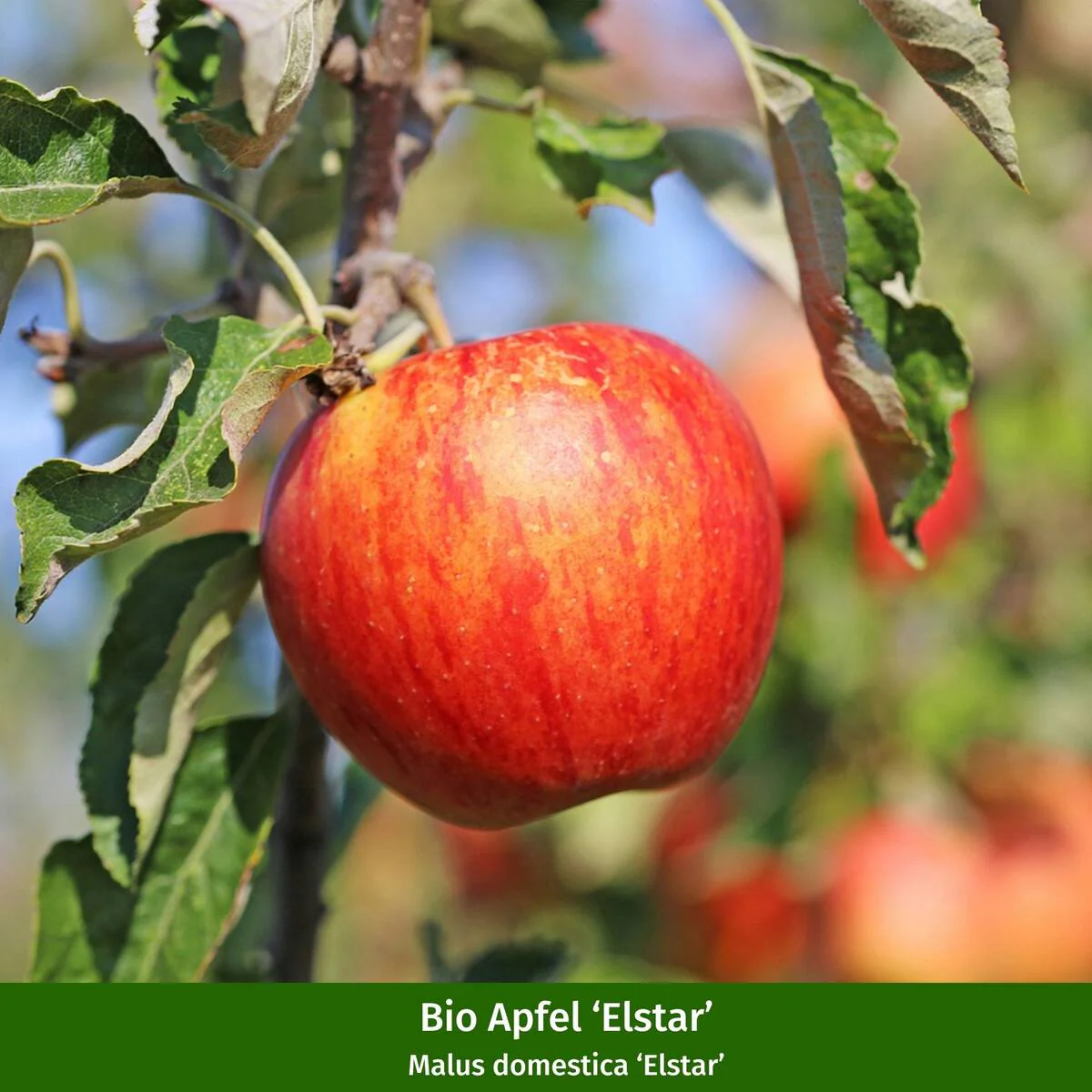 Bio Apfel & Kirsche, 2 Pflanzen - Image 3