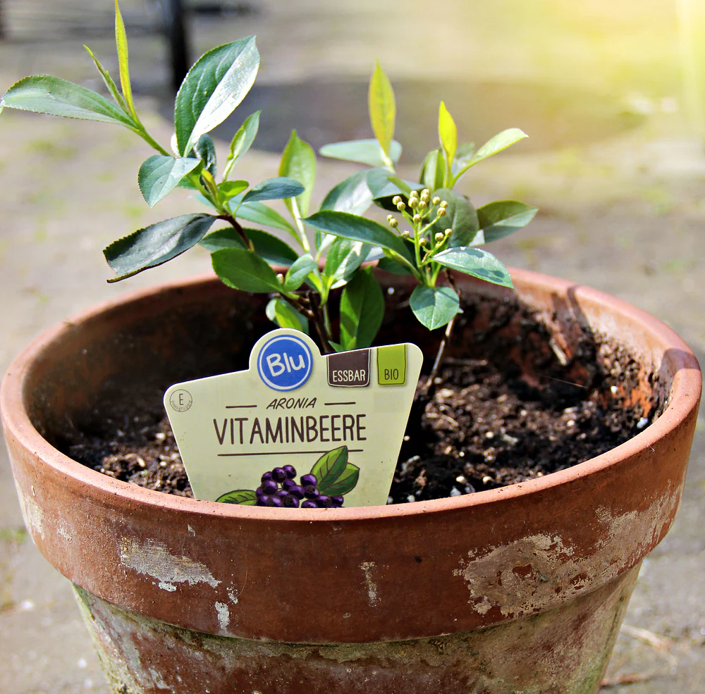 Bio Aronia Vitaminbeere - Image 3