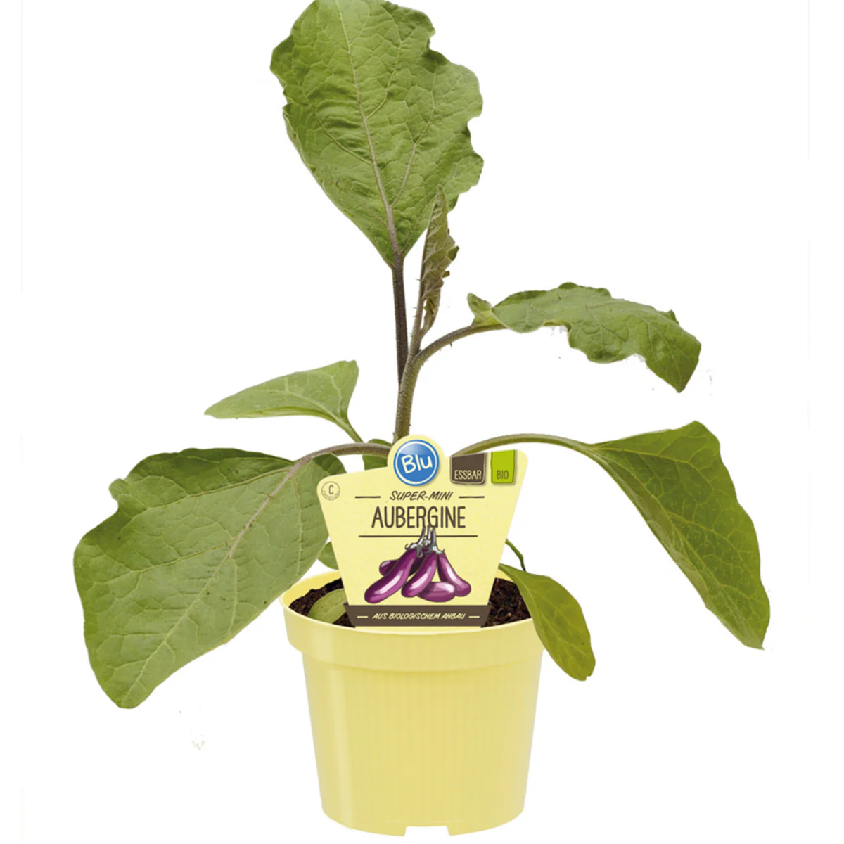 Bio Aubergine 'Super Mini' - Image 2