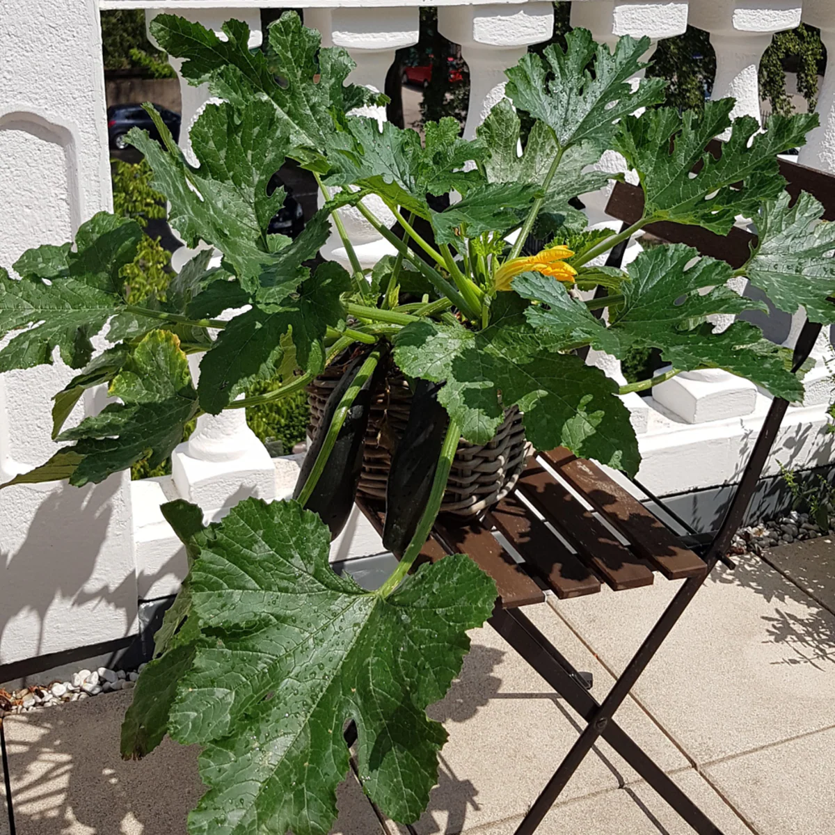 Bio Balkon-Zucchini - Image 3