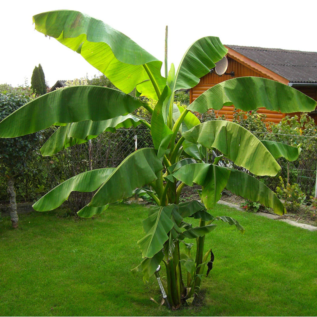 Bio Banane, winterhart - Image 3