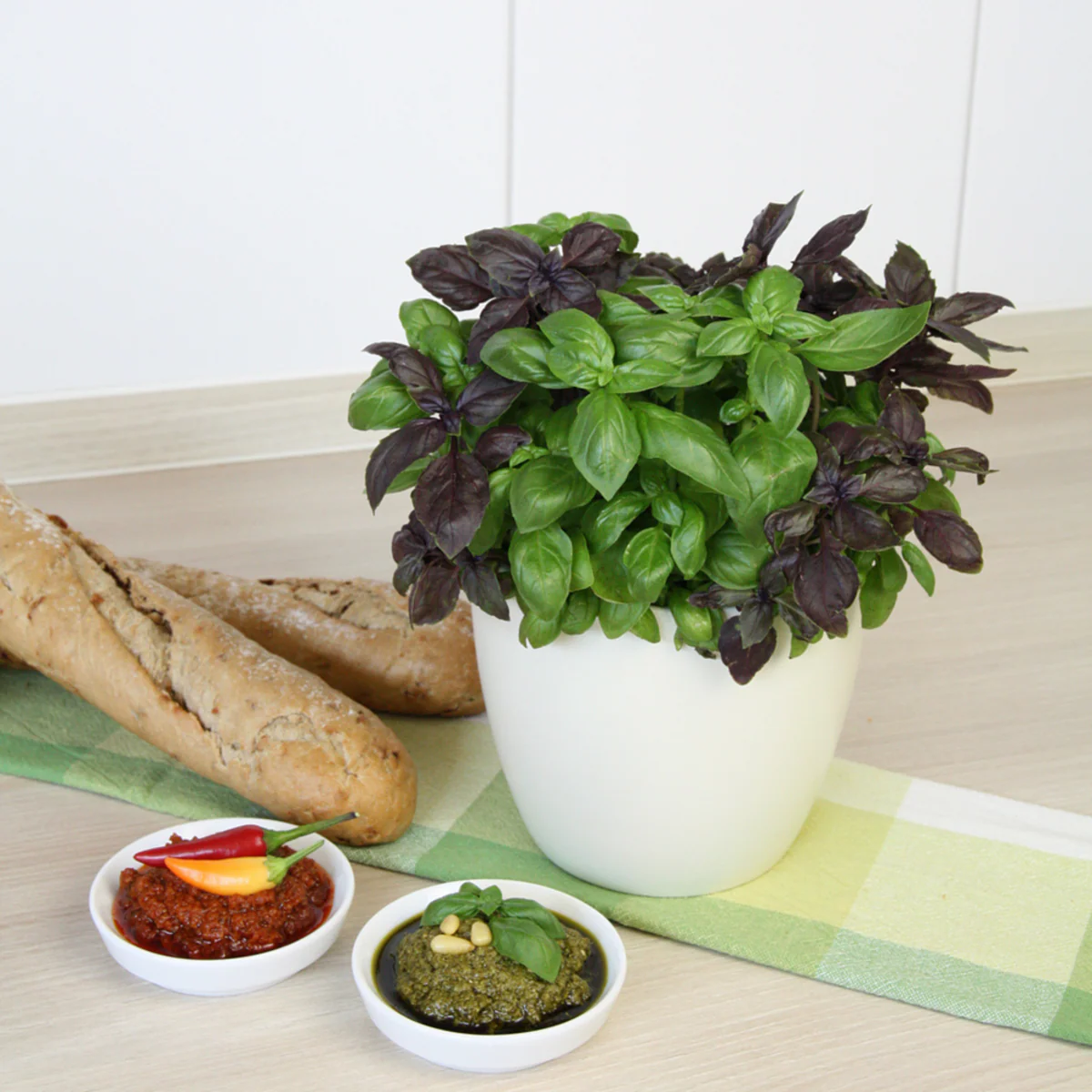 Bio Basilikum 'Pesto-Basilikum' - Image 3
