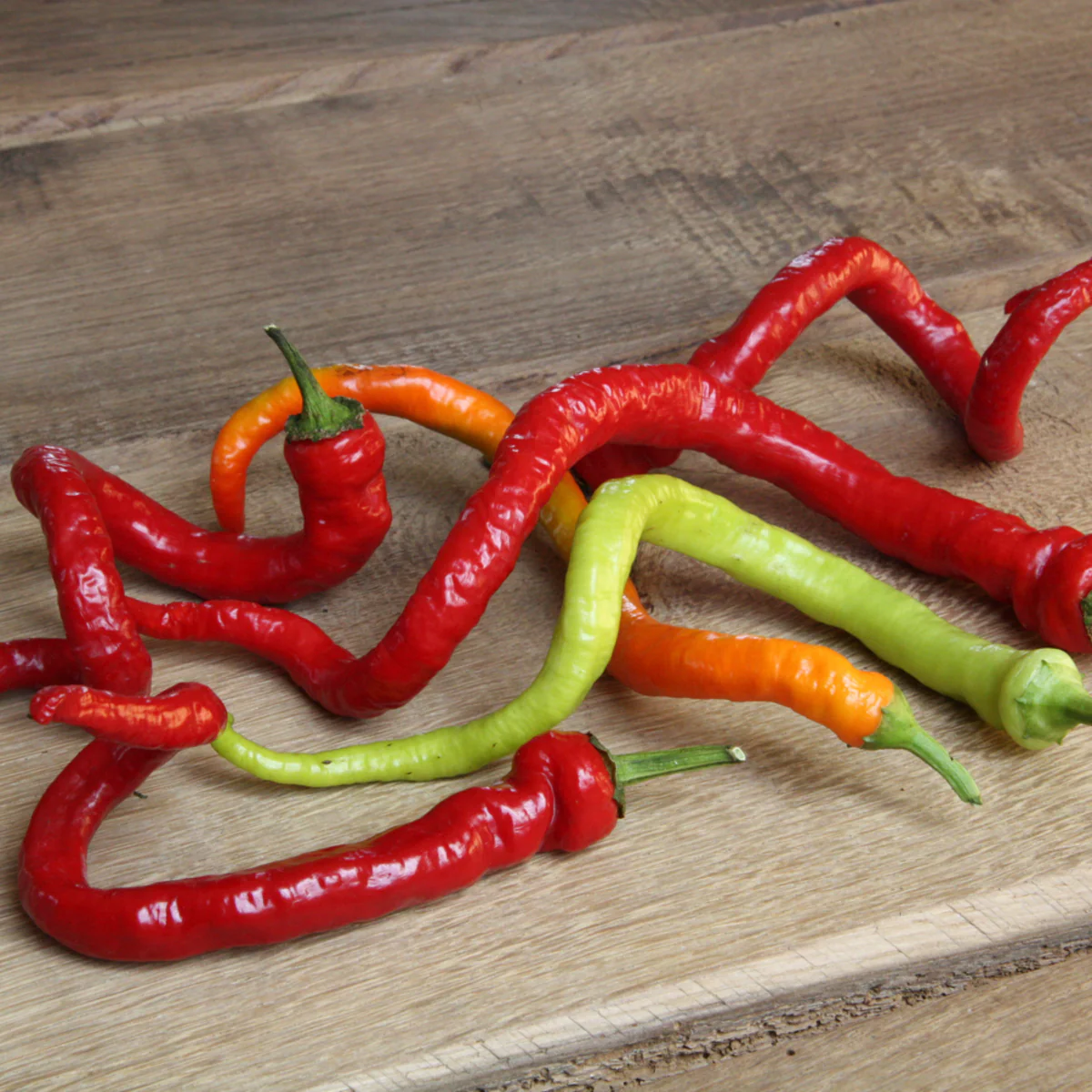 Bio Chili 'Milder Spiral' - Image 4