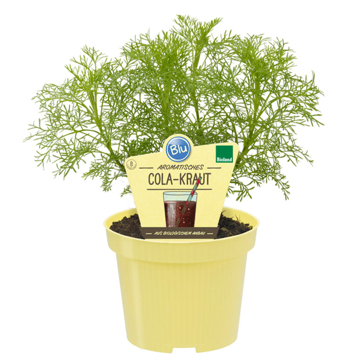 Bio Cola-Kraut - Image 2