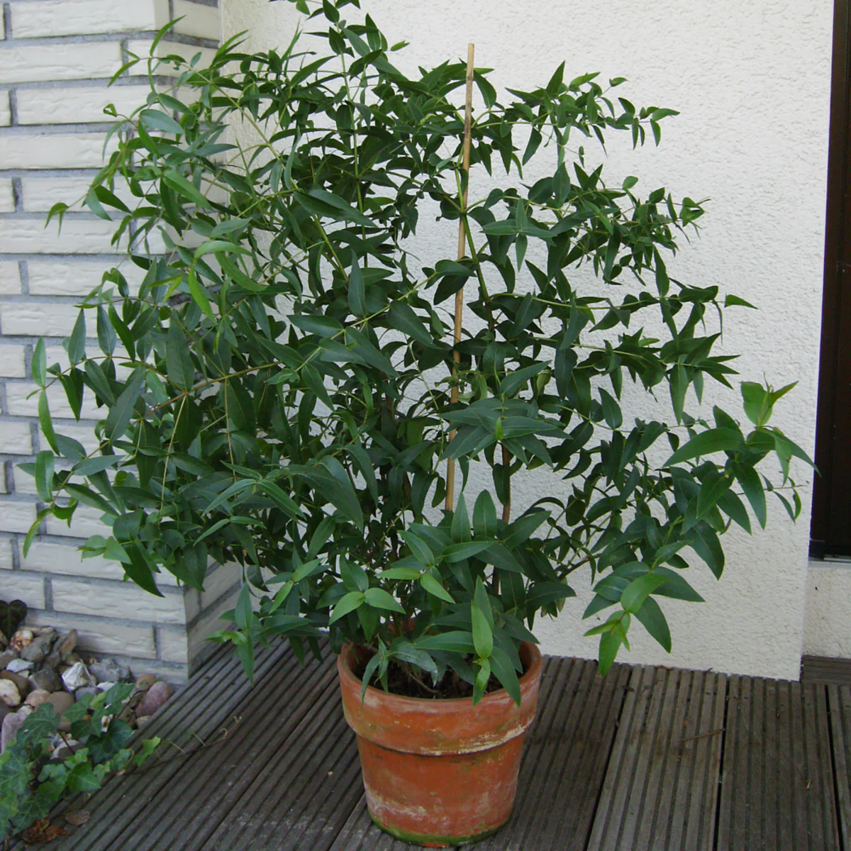 Bio Eukalyptus, winterhart - Image 3