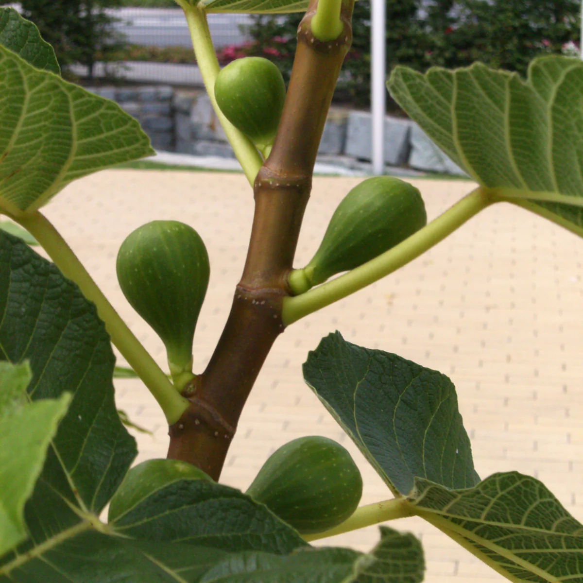 Bio Feige - Image 3