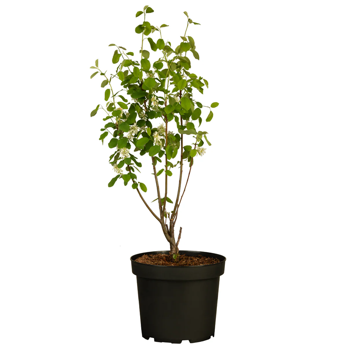 Bio Felsenbirne 'Smoky®' - Image 2