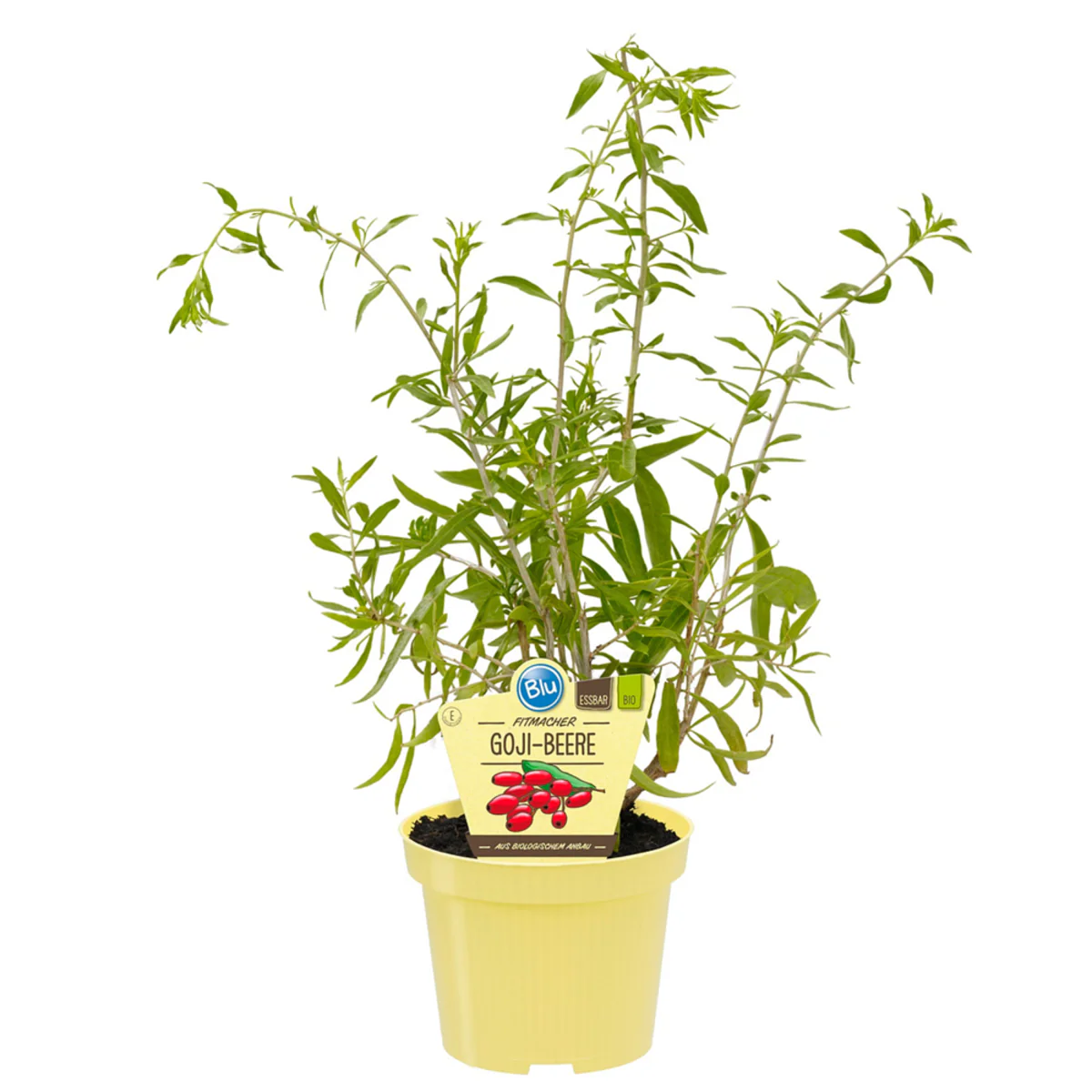 Bio Goji-Beere - Image 2