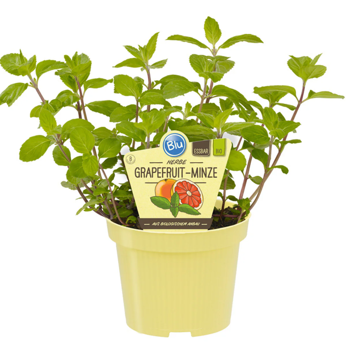 Bio Grapefruitminze - Image 2