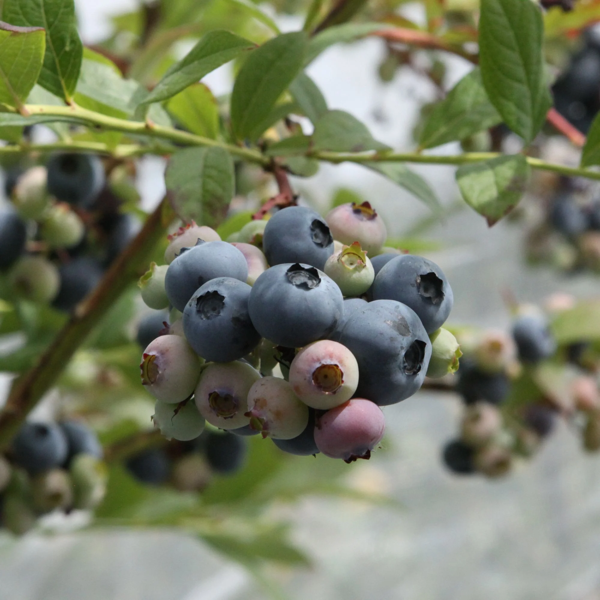 Bio Heidelbeere 'Blue Dessert®'