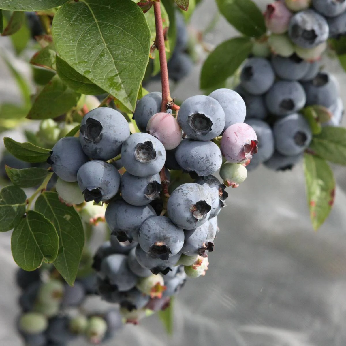 Bio Heidelbeere 'Blueroma', 2 Pflanzen