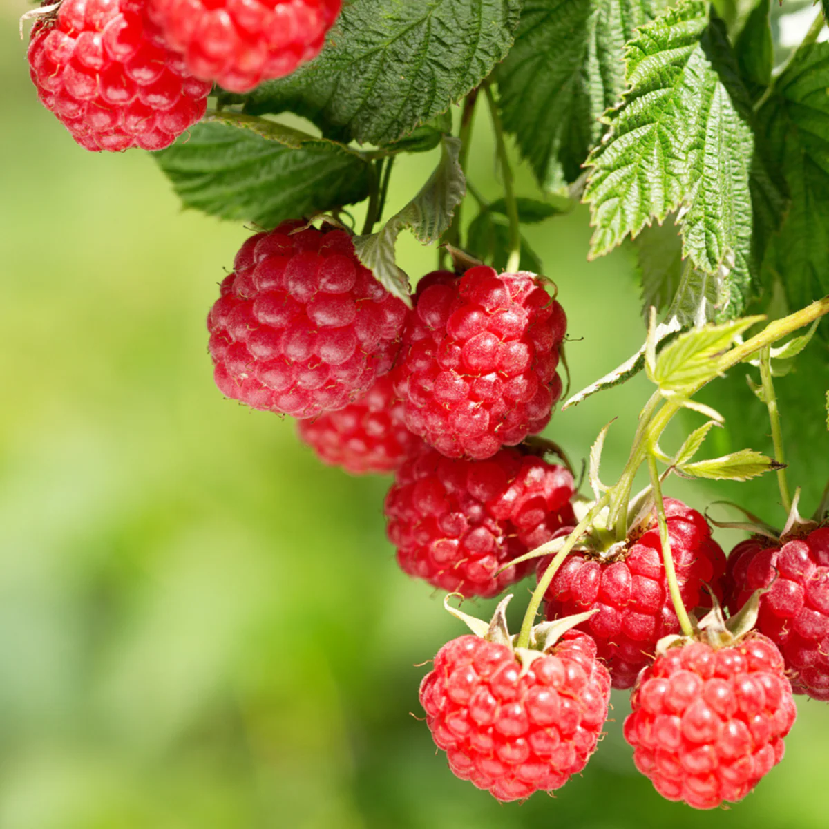 Bio-Himbeere 'Little Sweet Sister'