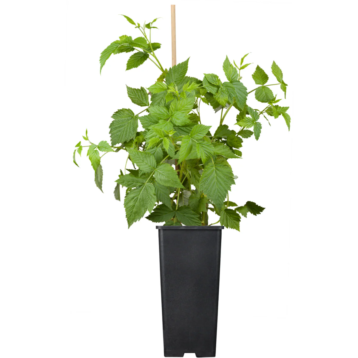Bio Himbeere 'Maling Promise' - Image 2