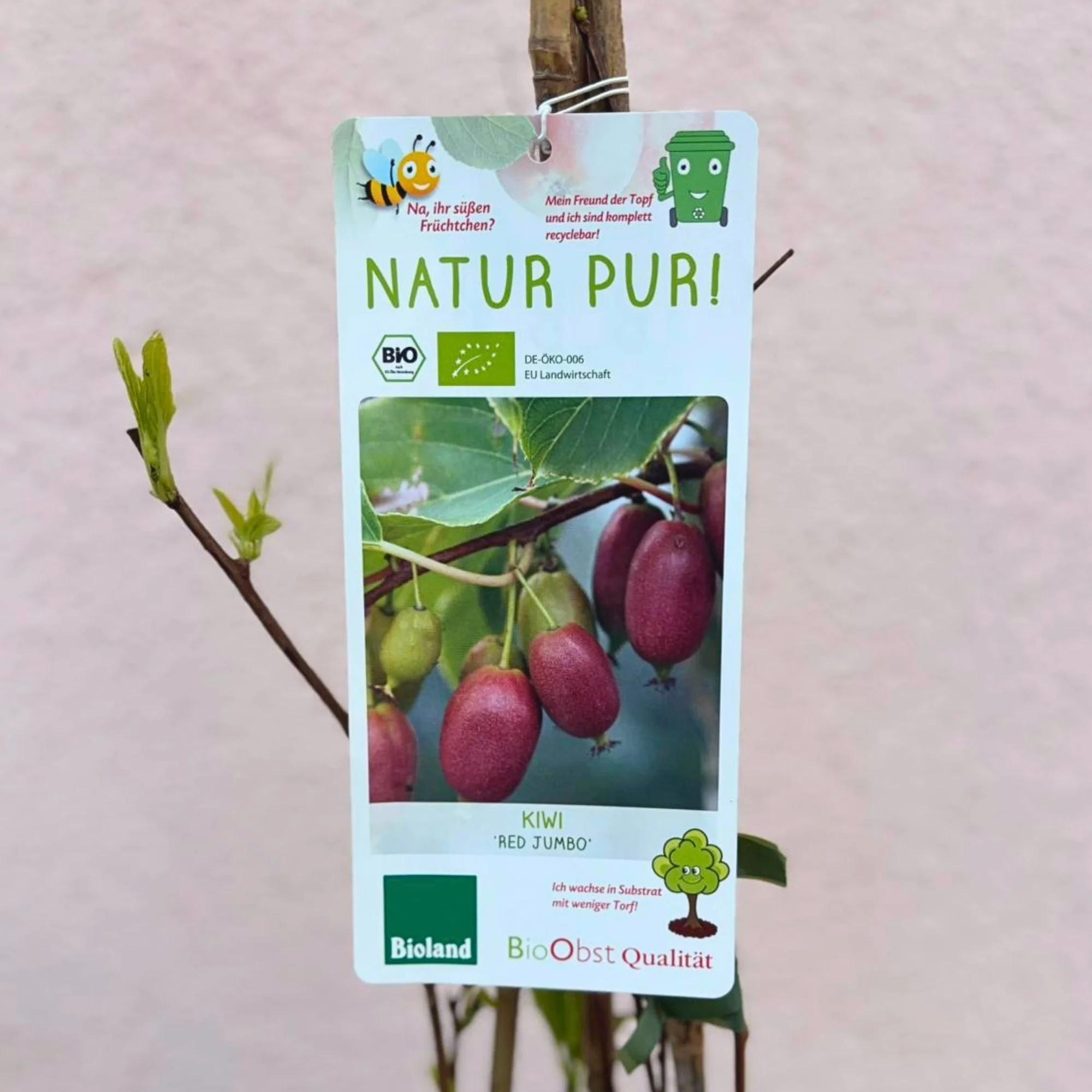 Bio Kiwi 'Red Jumbo' - Image 3
