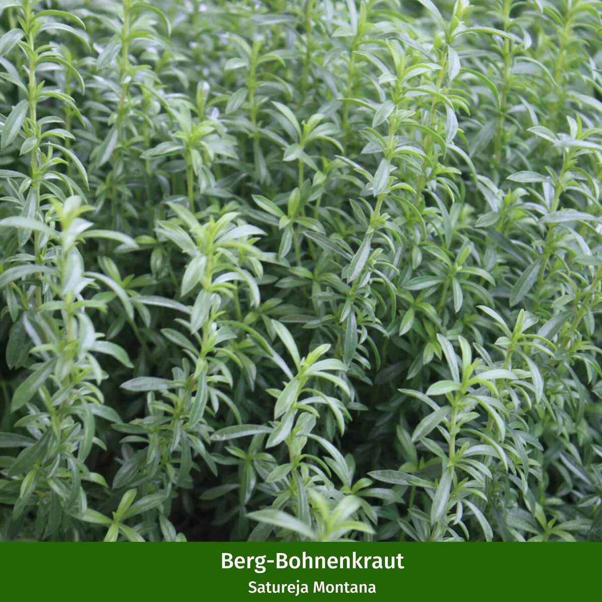 Bio Kräuter-Set "Bienenmagnet" - Image 4