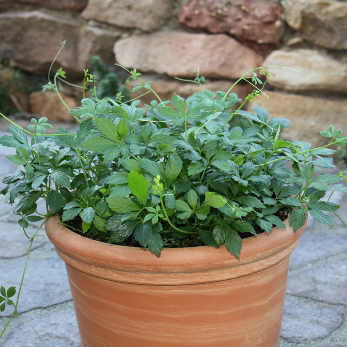 Bio Kraut der Unsterblichkeit - Image 3
