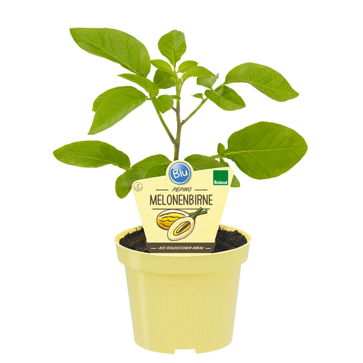 Bio Melonenbirne 'Pepino' - Image 2