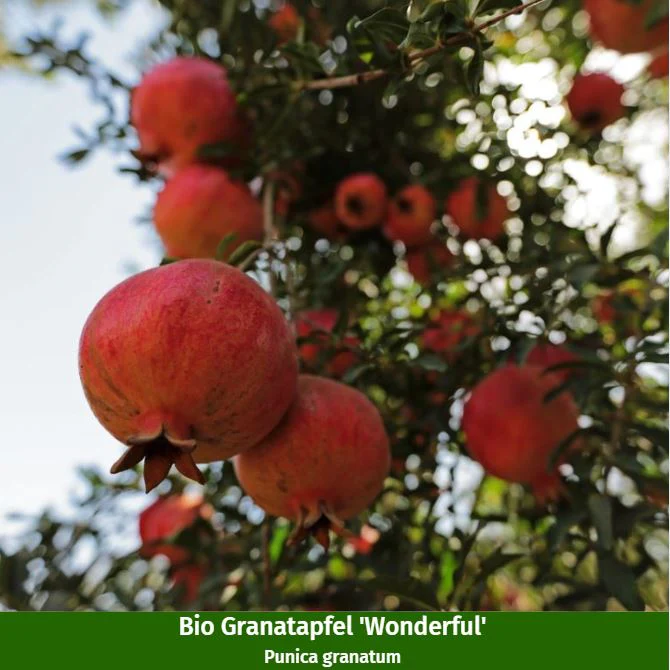 Bio-Obst "Exotischer Fruchtgenuss" - Image 2