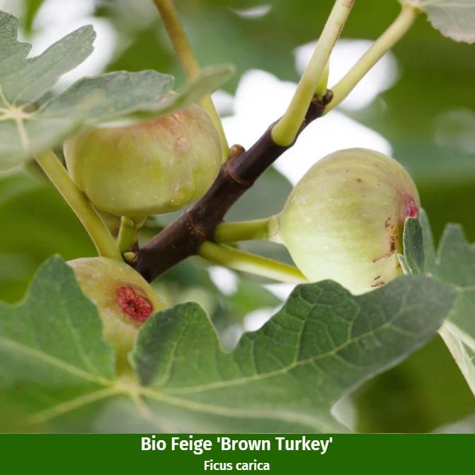 Bio-Obst "Exotischer Fruchtgenuss" - Image 3