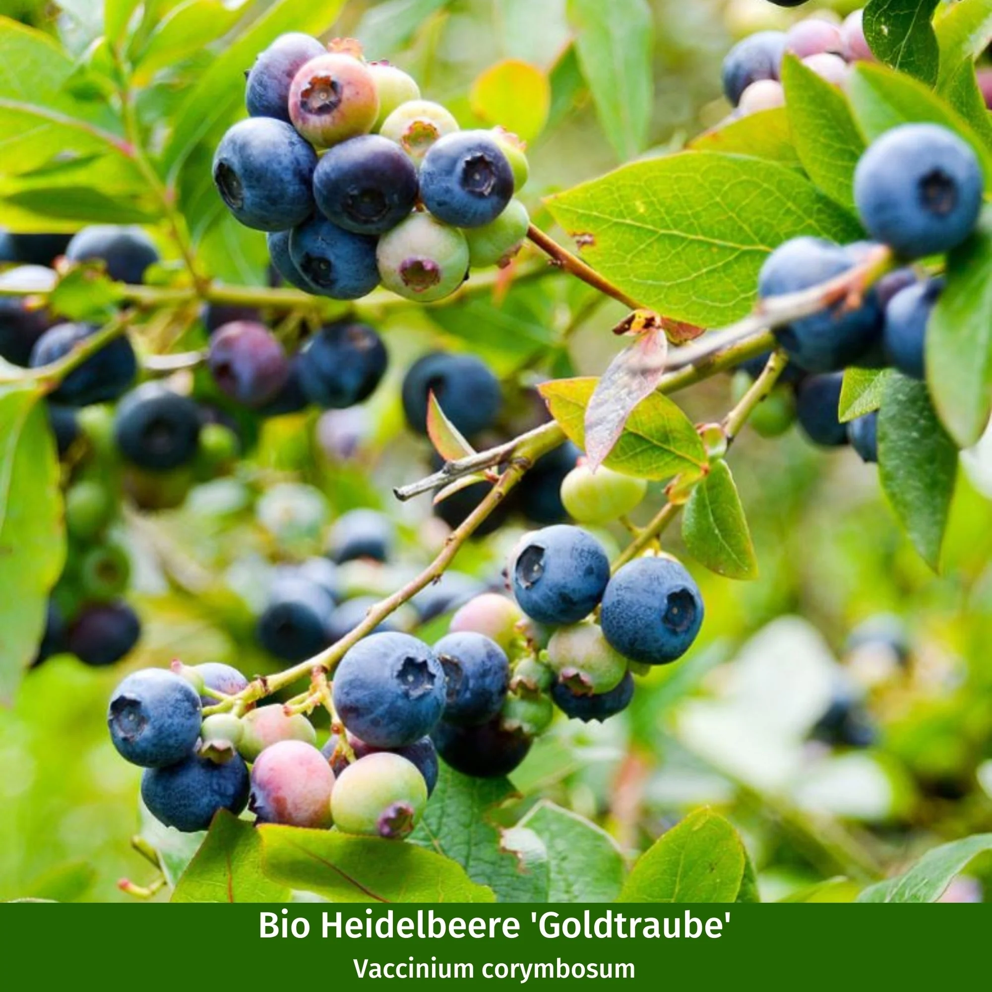Bio-Obst Heidelbeere, 2 Pflanzen - Image 2