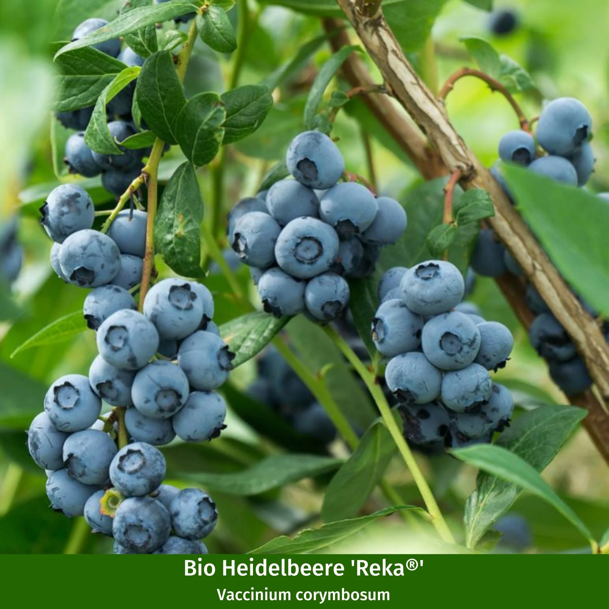 Bio-Obst Heidelbeere, 2 Pflanzen - Image 4
