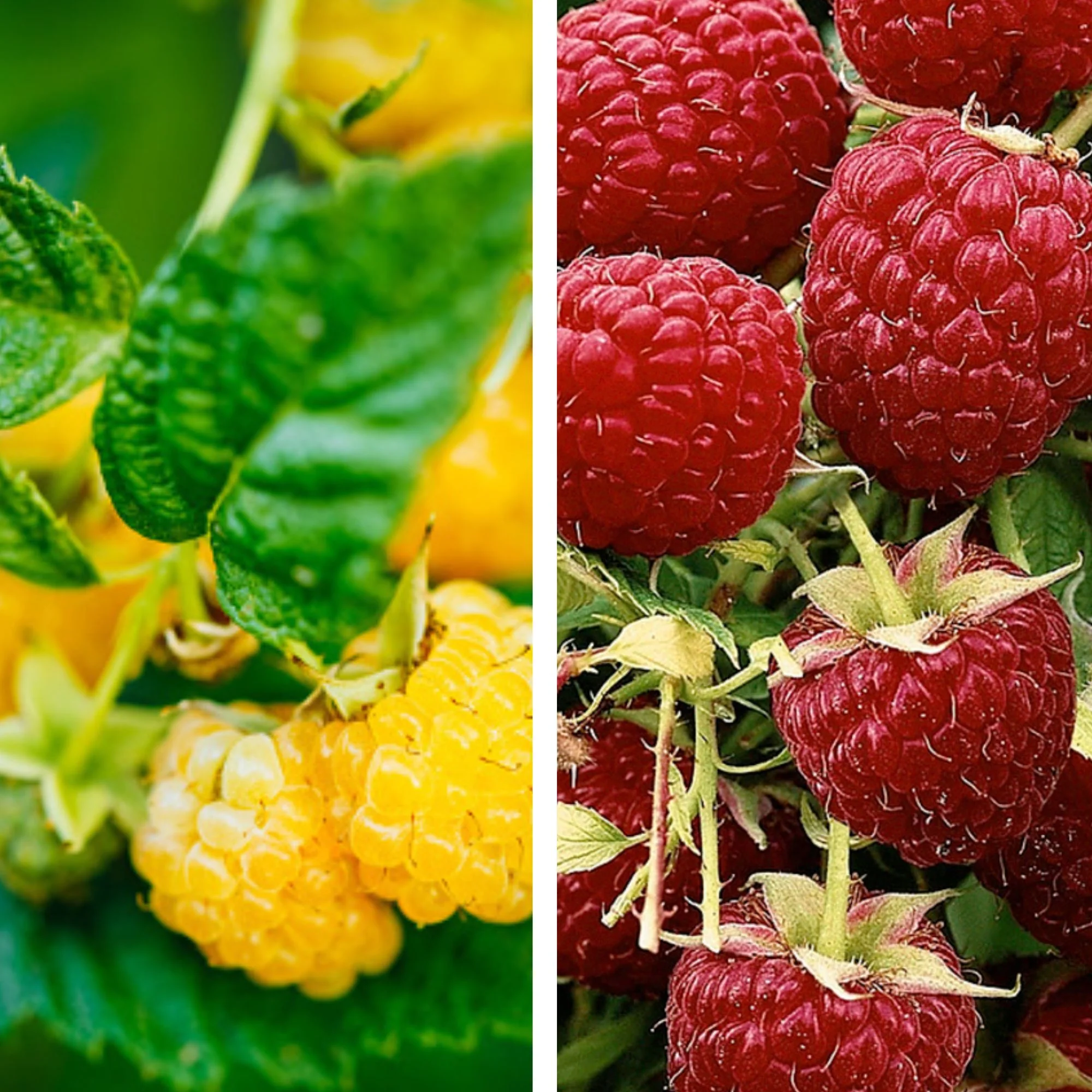Bio-Obst Himbeere 'Fallgold' und 'Aromaqueen', 2 Pflanzen