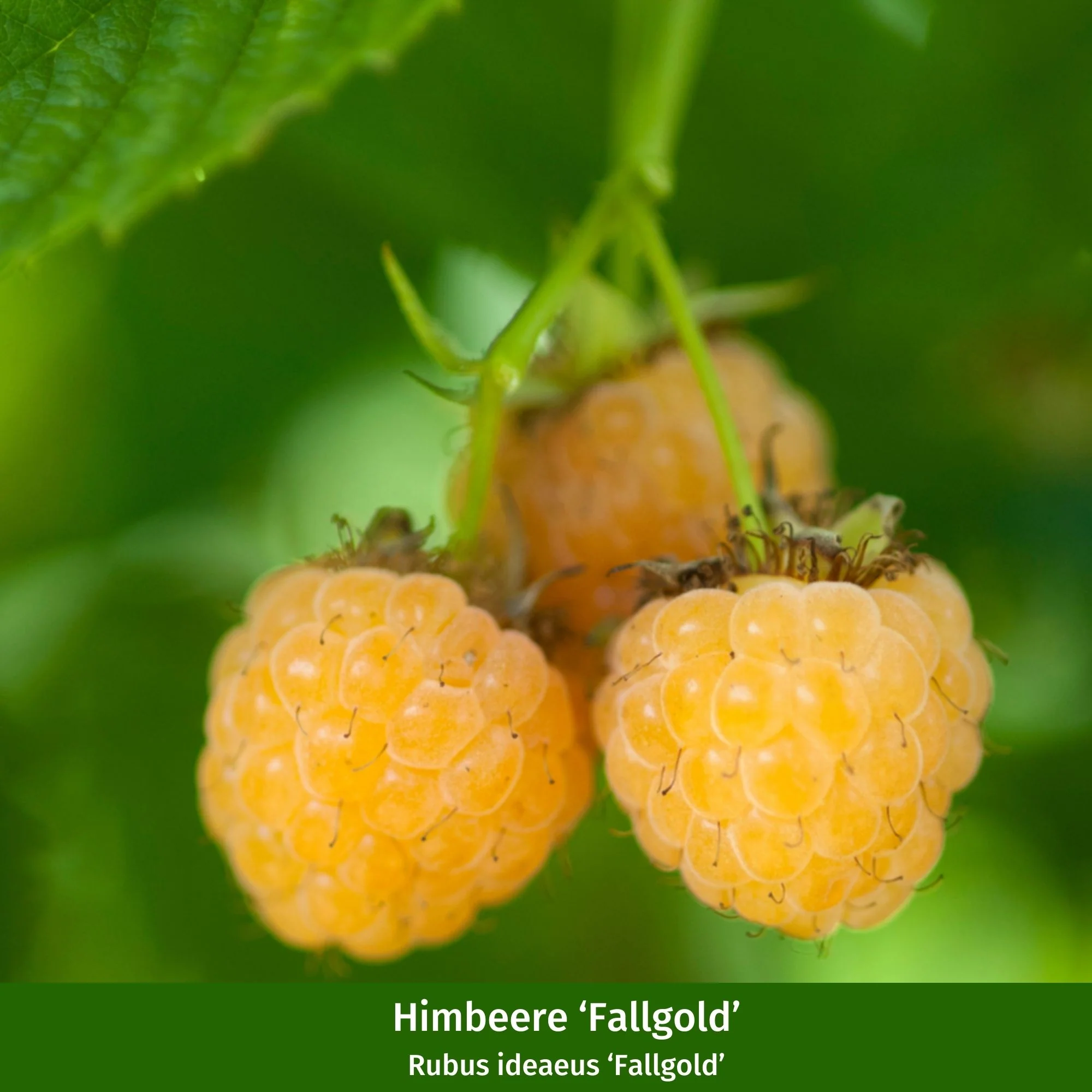 Bio-Obst Himbeere 'Fallgold' und 'Aromaqueen', 2 Pflanzen - Image 2