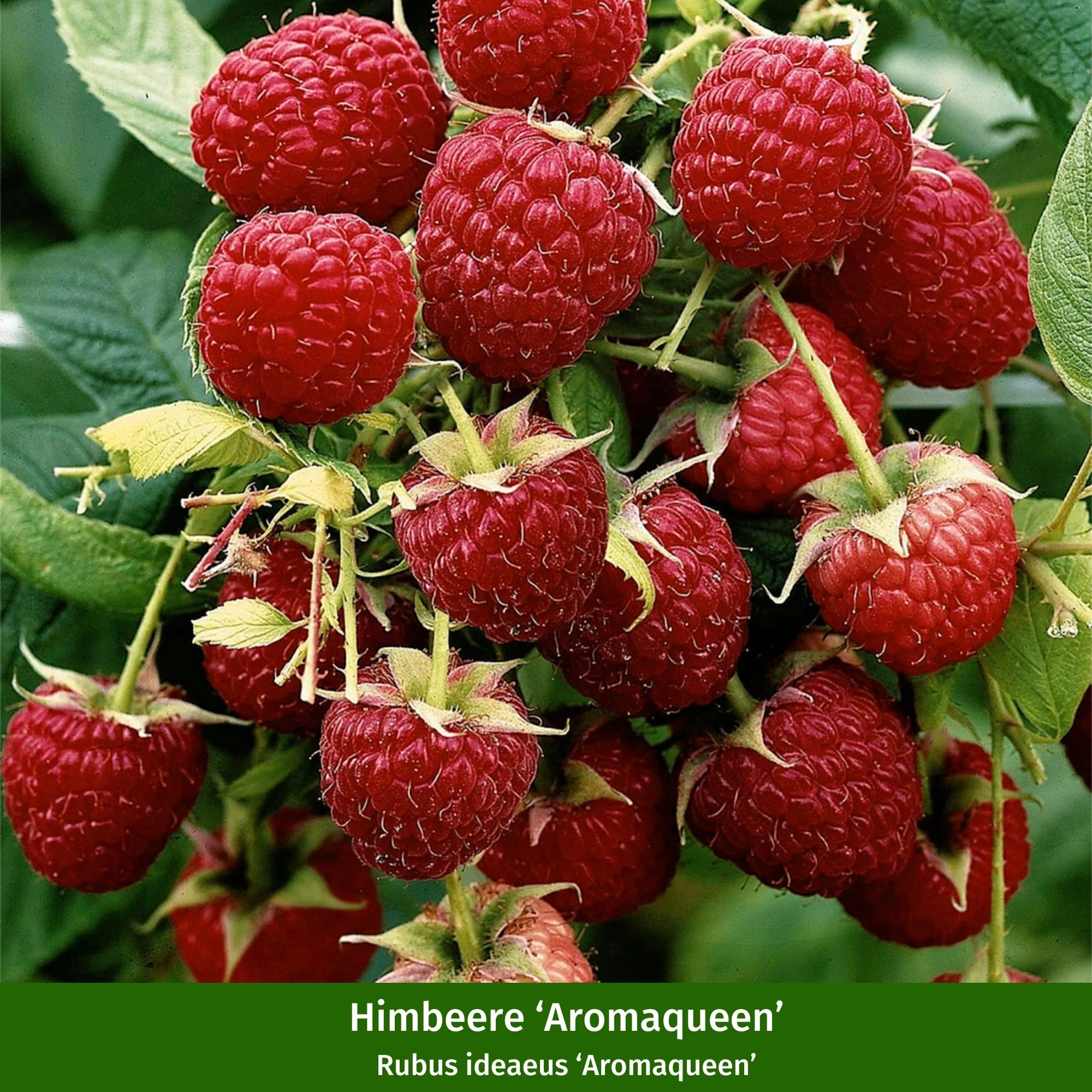Bio-Obst Himbeere 'Fallgold' und 'Aromaqueen', 2 Pflanzen - Image 3