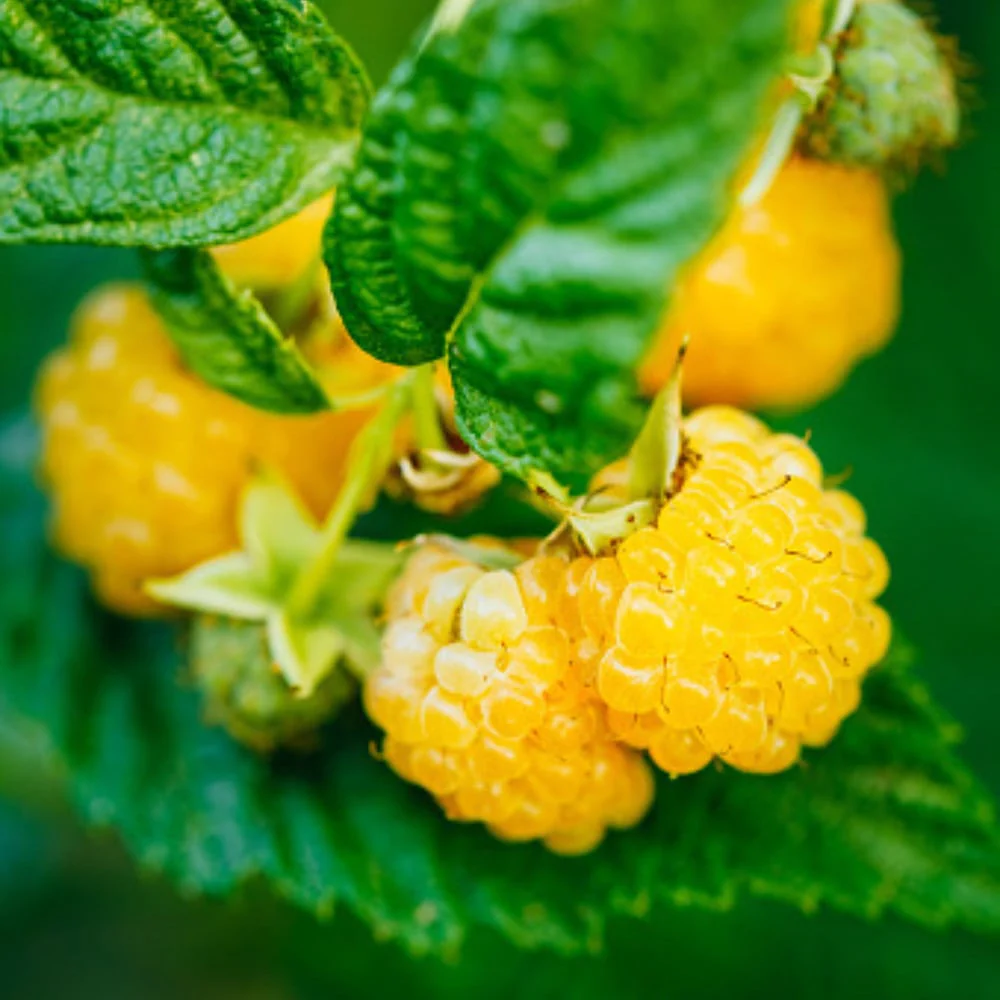 Bio-Obst Himbeere im Set - Image 3