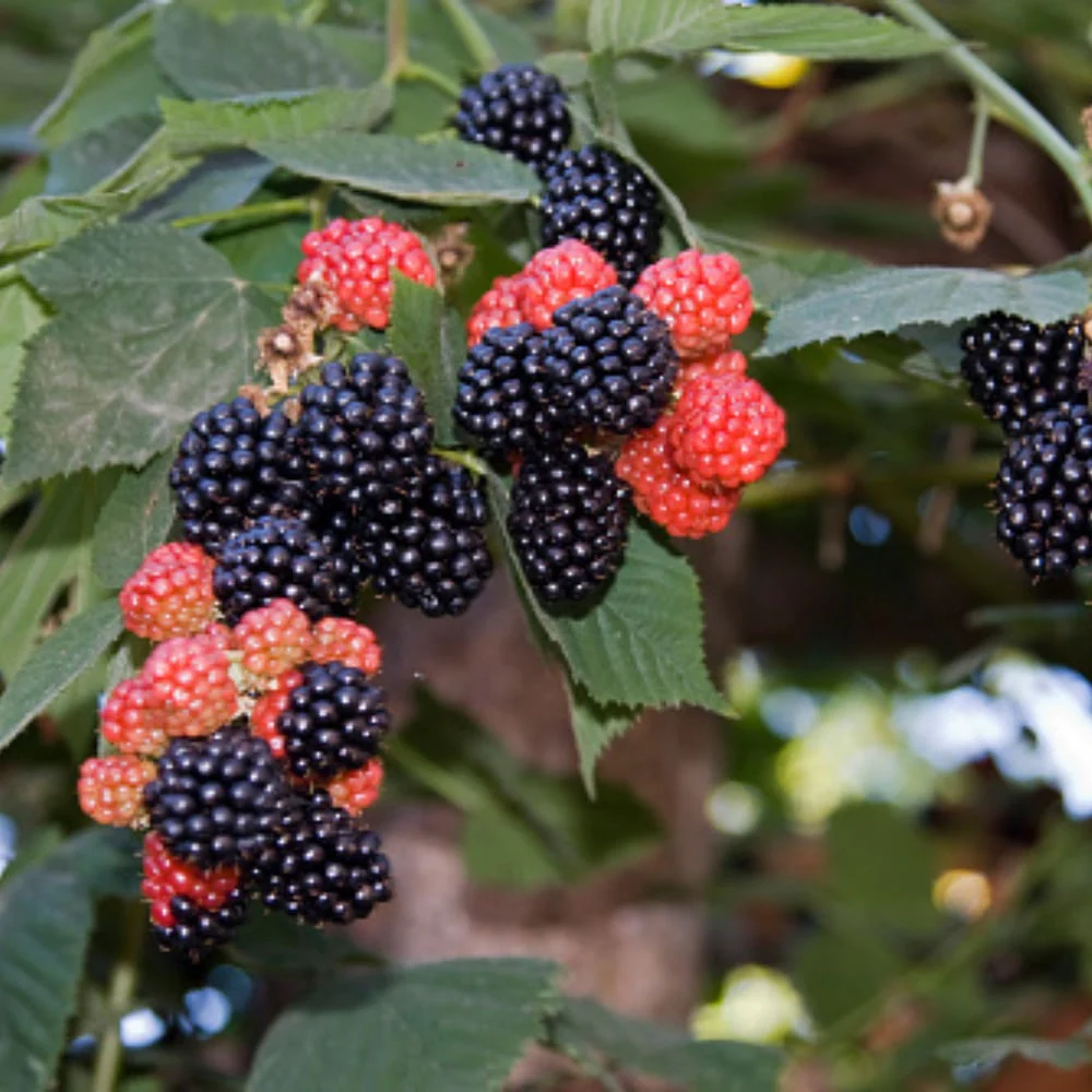 Bio-Obst Himbeere im Set - Image 5