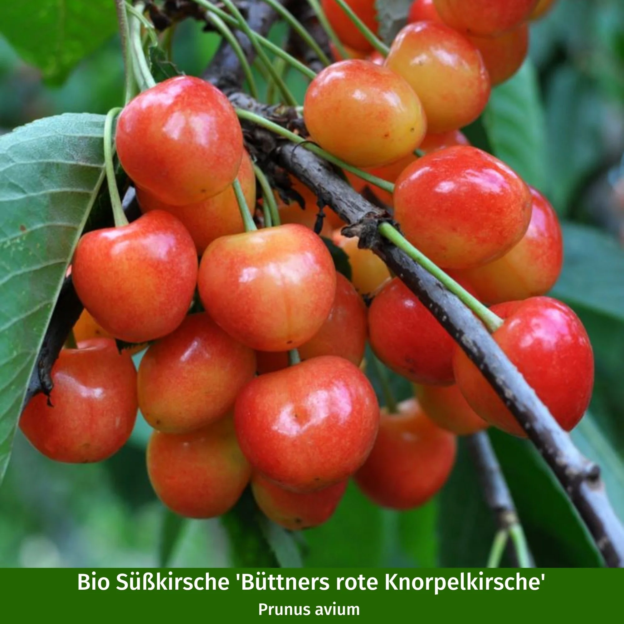 Vorschaubild 2