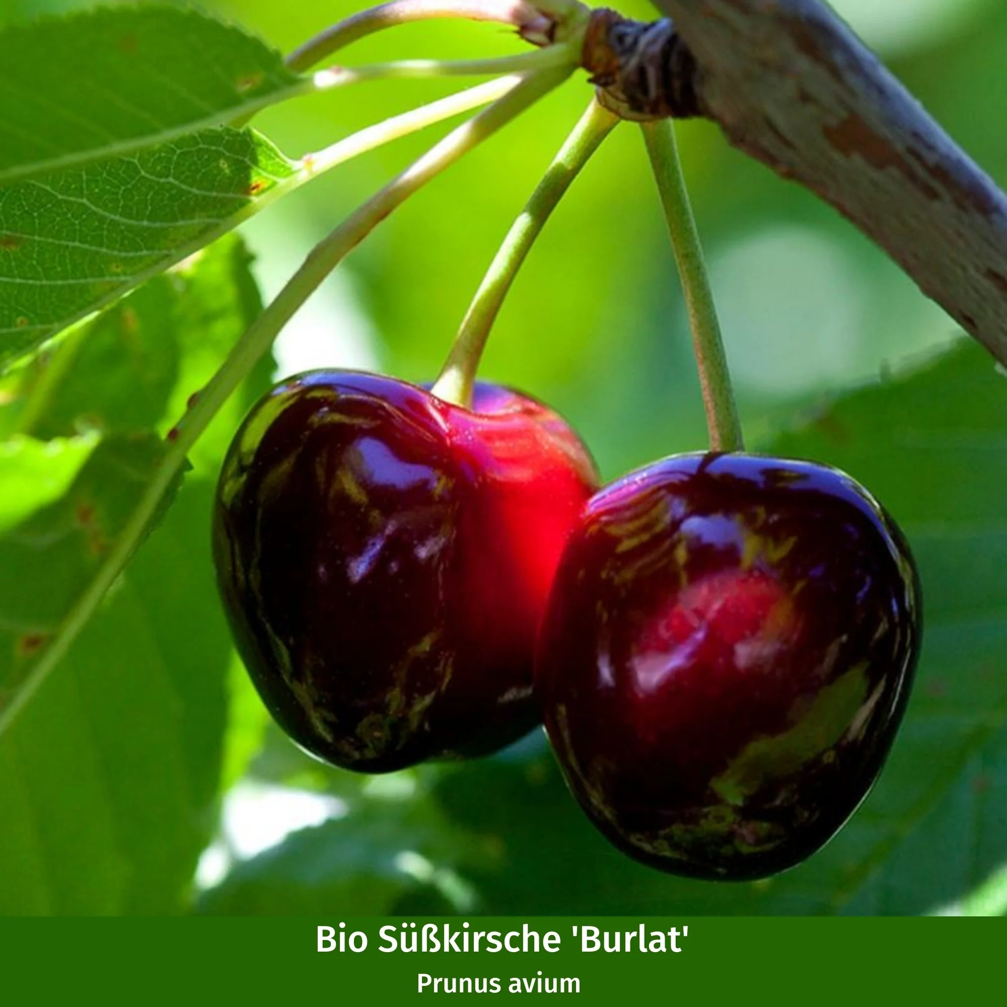 Bio-Obst Süßkirschen im Set - Image 3