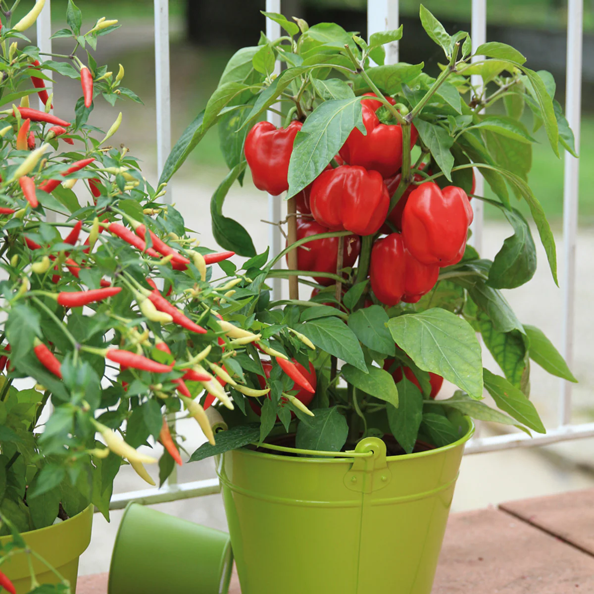 Bio Paprika rot 'Popti' - Image 3