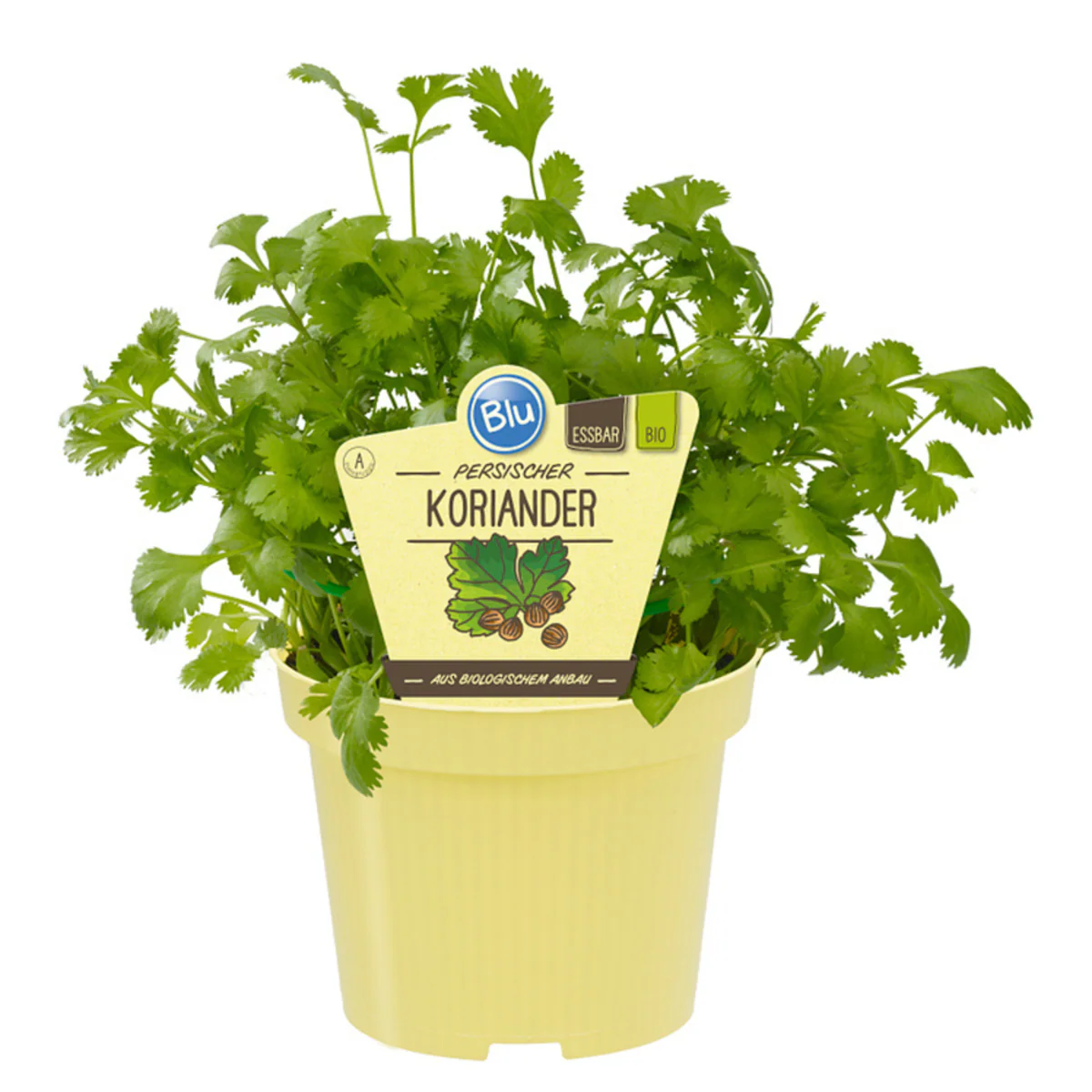 Bio persischer Koriander - Image 2